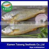 Frozen Yellow Croaker Fish Price thumbnail-1