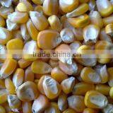 Yellow maize