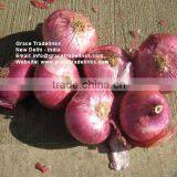 Fresh Red ONION Big Indian Nashik / Nasik Onion for Gulf