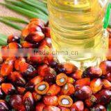 Palm Oil thumbnail-1