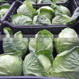 Cruciferous Vegetables Product Type and Fresh Style Cabbage thumbnail-2
