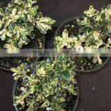 Serissa Foetida Variegated Serissa Variegated Snow Rose Tree Of A Thousand Stars