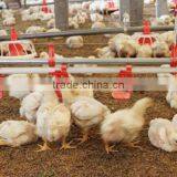 Poultry Automatic Feeding System/Automatic Poultry Feeding And Drinking System