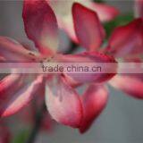 Dry Flower Artificial Flowers Plastic Primroses thumbnail-4