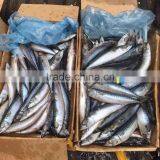 Best Price Seafrozen Pacific Mackerel Wholesale Online thumbnail-6