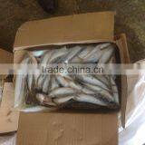 SARDINE BAIT thumbnail-4