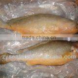 1000+ For Sale Frozen Yellow Croaker thumbnail-1