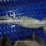 Frozen Todarodes Pacificus Squid thumbnail-1