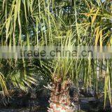 Livistonia Decipiens "Ribbon Fan Palm" thumbnail-3