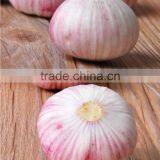 Wholesale Chinese Purple and White Garlic thumbnail-2