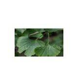Ginkgo Biloba Extract thumbnail-1