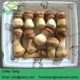 Blazei Mushroom thumbnail-5