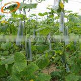 Thailand Plastic Mesh 20*20 Plant Support Net for Long Beans thumbnail-6