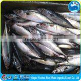 Mackerel Factory Supply Frozen Pacific Mackerel Scomber thumbnail-4