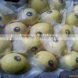 Fresh Lemon thumbnail-1