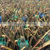 sun shade net for pinapple in Malaysia