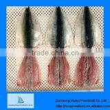 Frozen Horse Mackerel Fish thumbnail-1