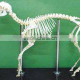 Medical Educational Skeleton,vivid Superior Sheep Skeleton Specimen for Students Study