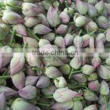 Fresh Lotus Flower Importers in Malaysia / Singapore / Dubai / Canada / US thumbnail-3