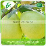 Sweet Honey Pomelo 12kg and 15kg Carton for European Market thumbnail-4