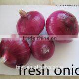 Export Quality Fresh Red Onion thumbnail-5