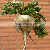 2014 Qingdao BNP Supply Best 100% Natural Maca Root Extract--maca plants
