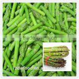 IQF Frozen Green Asparagus Section-L:3-5cm/as per thumbnail-1