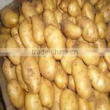 Holland Potato Pack in Mesh Bag or Carton thumbnail-5