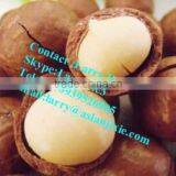 Kindal Cracking Machine/macadamia Nut Opening Machine/bauple Nut Cracking Machine thumbnail-6
