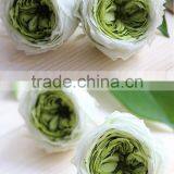 Farm Plant Flower Preserved Green Austi Rose Flowers With Flower Head 4-5cm thumbnail-3
