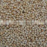 Natural Sesame Seeds