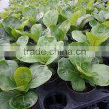 Ficus Lyrata thumbnail-3