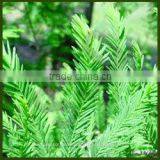 Cypress Oil thumbnail-1