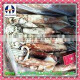 Frozen Whole Round Squid thumbnail-1