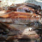 da Nang Illex Squid thumbnail-2