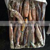 Frozen WR Cheap Illex Squid for Bait thumbnail-2