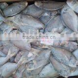 Frozen Pomfret thumbnail-1