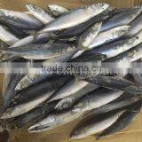 Frozen Mackerle Scomber Scombrus/ Scomber Japonicus Sea Frozen thumbnail-3