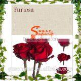 Chinese Wonderful and Beautiful Rose , Similation 90%with Hand Touch Artificial Chinese Rose for Sale thumbnail-6