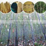 Wholesale Green Bamboo Pole best Price