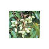 Olive Leaf Extract thumbnail-1