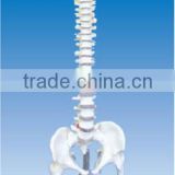 Spinal column with pelvis and femur heads model