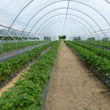 Plastic Greenhouse Cover thumbnail-2
