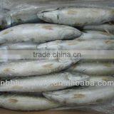 New Season Frozen Pacific Mackerel 200g 300g 500g