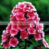 Annual Phlox , Phlox, Flower Seeds , Herb Seed,vegetalbe Seed,fruit Seed,grass Seed thumbnail-1