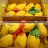 Fresh Yellow Mangoes thumbnail-2