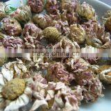 Organic Dried Purple Chrysanthemum Herbal Tea thumbnail-5