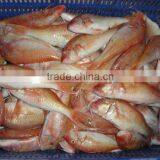 Frozen Red Mullet thumbnail-1