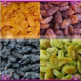 high quality dried raisin (green raisin / red raisin / golden raisin / sultana)