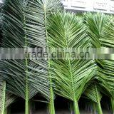 SJ07011102 Wholesale Tree Leave Outdoor/High Initation Plam Tree Leave/decorative Palm Leaves thumbnail-4